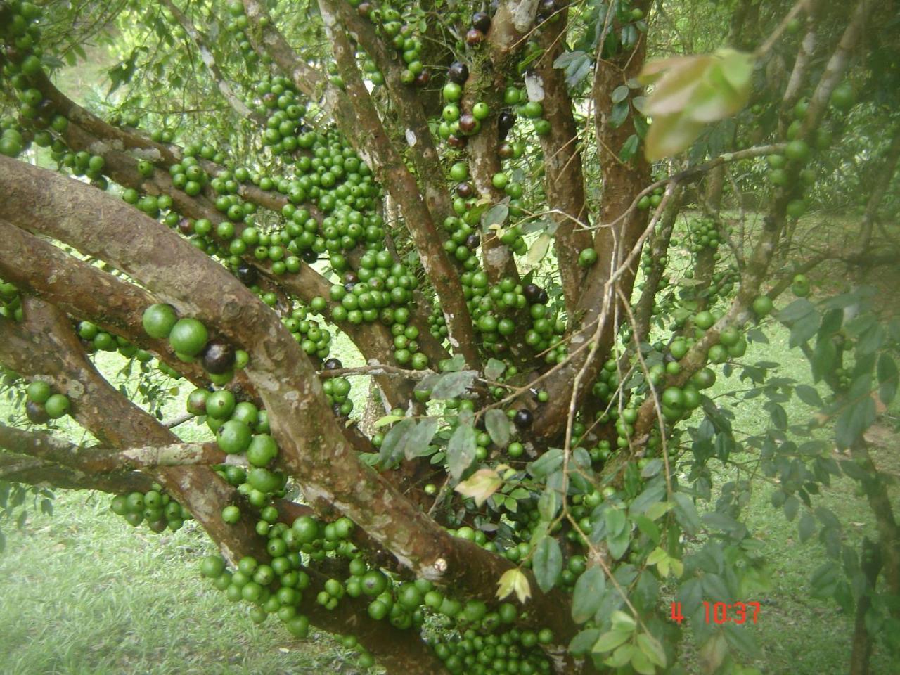 Pousada Recanto Dos Pinheiros Pilar do Sul Buitenkant foto